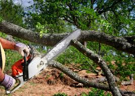 Professional Tree Services in Orangetree, FL